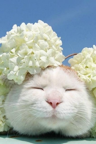 Всем фотки няшных котов! Всем фотки няшных котов!