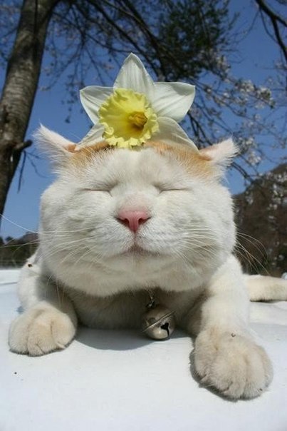 Всем фотки няшных котов! Всем фотки няшных котов!