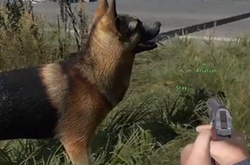 Собачки в DayZ - детали нового обновления и видео