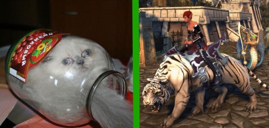 MMORPG vs Real Life |     ?