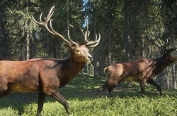 Превью theHunter: Call of the Wild. Огромный открытый мир, кооператив и соревновательный режим