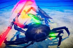 Что может быть опаснее краба с ножом? Банда крабов с мечами и топорами в Fight Crab