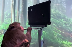 Илон Маск научил чипированную макаку играть в видеоигры силой мысли