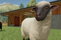 Стань миллионером в Farming Simulator 2022. Гайд по заработку на курах и овцах