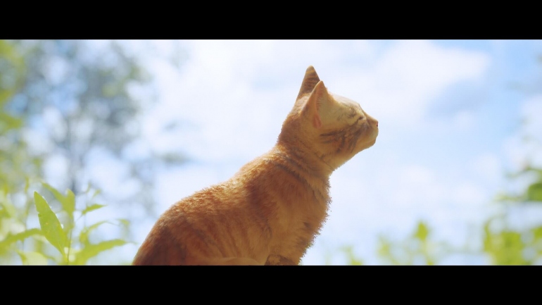 Empress  Dying Light 2         Stray