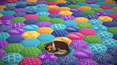 Quilts and Cats of Calico       