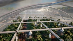 Drug Grower Simulator      