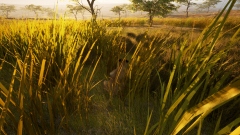 Primal Earth – красивый симулятор животного мира и дикой природы африканского континента Primal Earth – красивый симулятор животного мира и дикой природы африканского континента