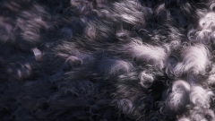 Catly � ��������� MMO � ���� ���������� �������� �������