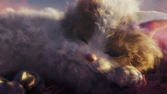 Catly � ��������� MMO � ���� ���������� �������� �������