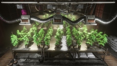 DRUG Schedule � ������������� ���� Schedule I � ������������ �������� ������ �� ����������� �������