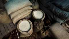 ������ ������������� MMORPG Lionhearts �������� ����� ������ ���� � ���������� ������������� ����������