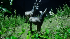 Untamed Kingdom � ��������������������� ��������� ����� �������� � �������� ����� �������