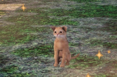 ������ ���������� ������ � Animal Shelter